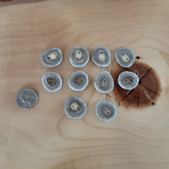 Set Of 10 Handcrafted Authentic Mule Deer Antler Buttons - Picture 1 of 3